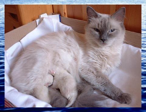 F-Wurf3.jpg (27697 Byte)