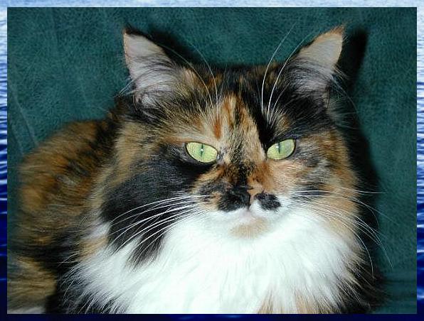 fantezi1.jpg (47542 Byte)