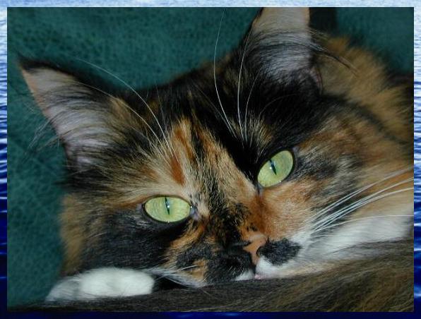 fantezi2.jpg (42857 Byte)