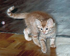 Noblesse Oblige de la Maisson Vallie