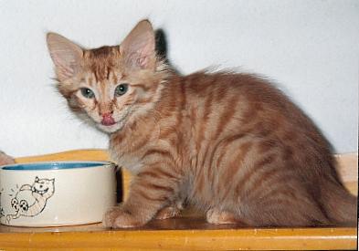 Noblesse Oblige de la Maisson Vallie