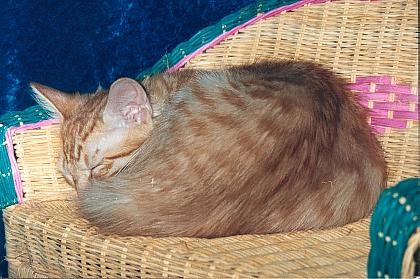 Noblesse Oblige de la Maisson Vallie