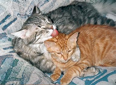 Feli City's Almir und Noblesse Oblige de la Maisson Vallie