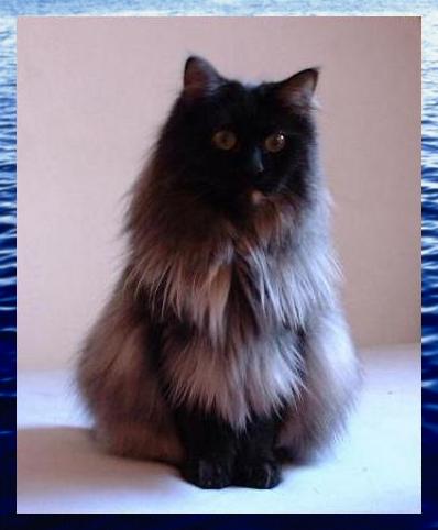 Zu Salome's Fotogalerie