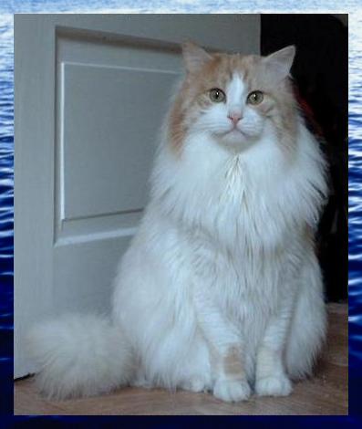 Zu Yasar's Fotogalerie