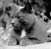 bilder059.gif (13360 Byte)