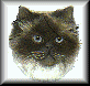 button156.gif (11386 Byte)