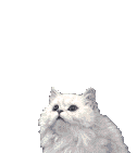 chinchilla001.gif (107521 Byte)