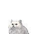 chinchilla002.gif (36465 Byte)