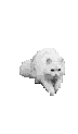 chinchilla003.gif (6828 Byte)