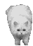 chinchilla004.gif (3795 Byte)
