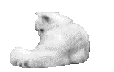 chinchilla009.gif (52716 Byte)