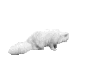 chinchilla013.gif (18009 Byte)