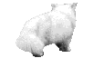 chinchilla015.gif (20140 Byte)
