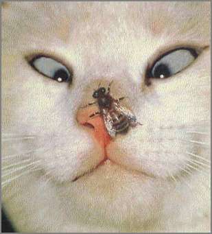 foto002.jpg (14175 Byte)