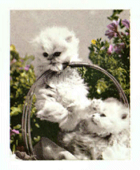 foto012.gif (53247 Byte)