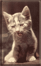 foto013.gif (35426 Byte)