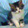 foto015.gif (8716 Byte)