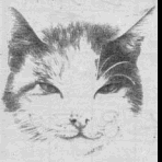 gesicht032.gif (50325 Byte)