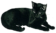 katze025.gif (26877 Byte)