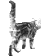 katze151.gif (14156 Byte)