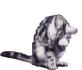 katze152.gif (50572 Byte)