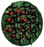 raubtier001.gif (118480 Byte)