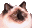 Katzen-Icon30.gif (835 Byte)