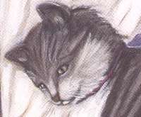 cat020.jpg (5683 Byte)
