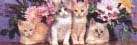 cat029.jpg (2081 Byte)
