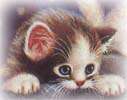 cat031.jpg (2634 Byte)