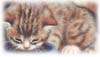 cat032.jpg (1561 Byte)