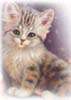 cat034.jpg (1651 Byte)