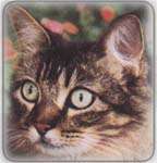 cat036.jpg (4454 Byte)