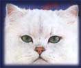 cat038.jpg (2134 Byte)