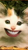 cat043.jpg (4822 Byte)