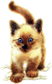 cat052.gif (37019 Byte)