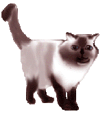 cat105.gif (10597 Byte)